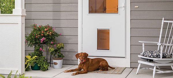 exterior door with doggie door installed